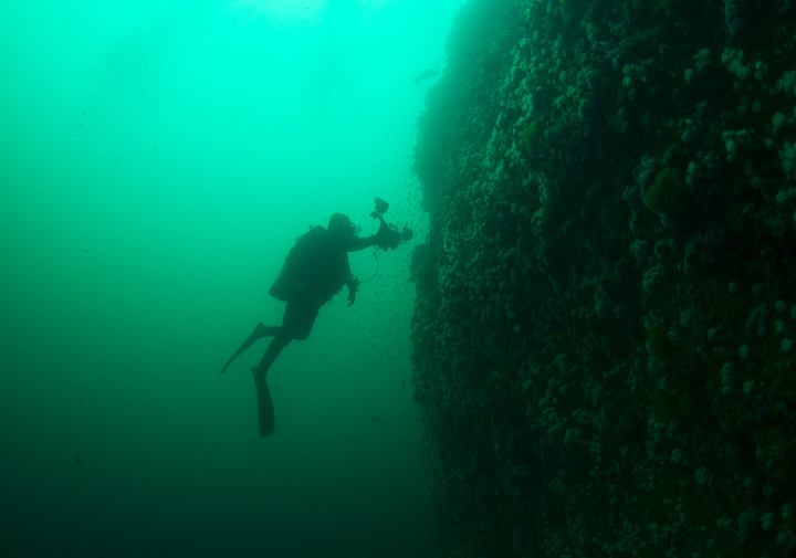 diver photographing sea life
